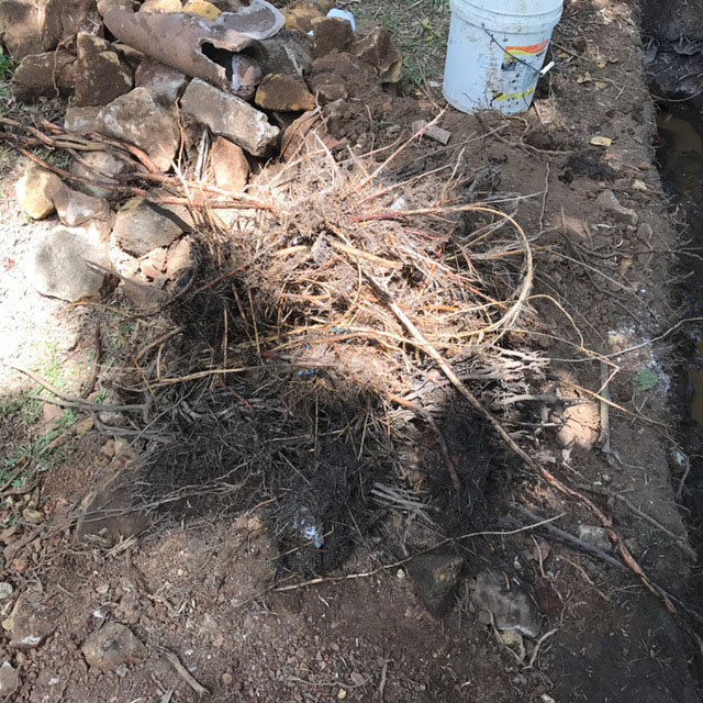 This is the large amount of tree roots we removed from the existing storm water drainage pipes upstream towards the back yard. We spent over two hours jet blasting and CCTV inspecting the existing drainage to remove all tree roots from the line.